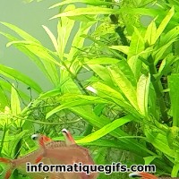 photo poisson plante aquarium