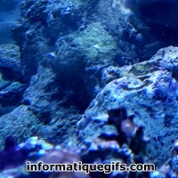 Image rocher aquarium