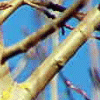 Image branche arbre dans un ciel bleu