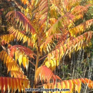 Image arbre avec des feuilles