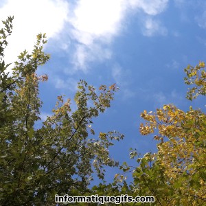 Le ciel bleu avec la nature