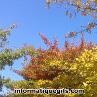 Image ciel bleu avec arbre