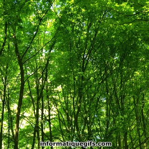 photo foret avec arbre et feuilles vertes