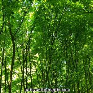 photo foret avec arbre et feuilles vertes