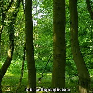 Image arbre avec tronc