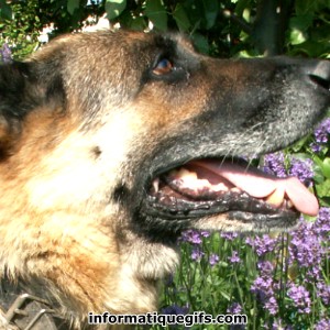 Chien qui passe la langue