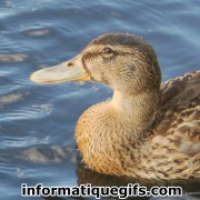 photo duck