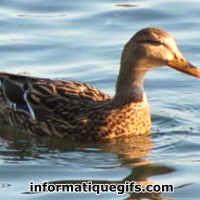 Image canard colvert