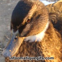 Image canard duck femelle