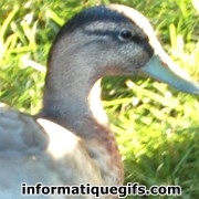 image duck canard