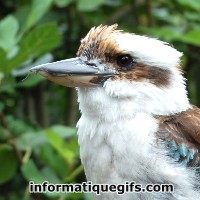 Photo oiseau blanc et marron