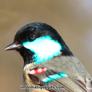 Image profil oiseau