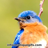 Un beau oiseau bleu et orange