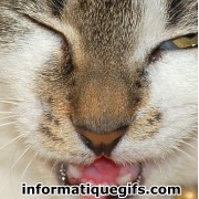 chat rigolo en image