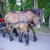 Photo cheval qui tracte