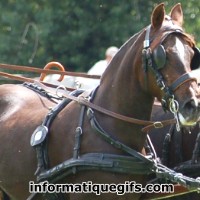 Image cheval marron