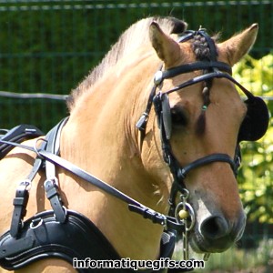 Image cheval marron