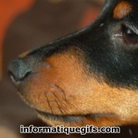 Photo pinscher nain