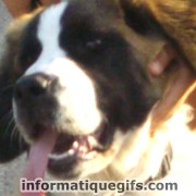 Saint Bernard avatar gratuit