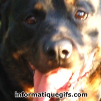 Photo Rottweiler