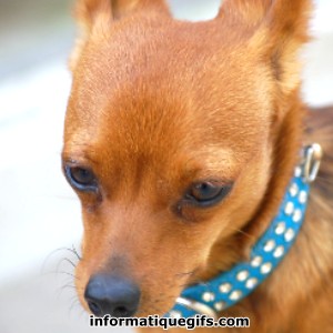 Image pinscher nain