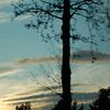 paysage avec ciel et arbre