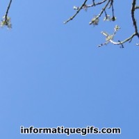 Photo arbre automne