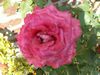 Image rose du rosier