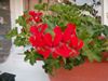 Un geranium rouge en pot