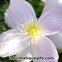 La petite fleur blanche