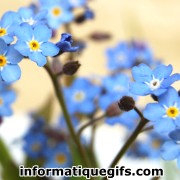 La petite fleur bleue