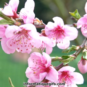 Image fleur de cerise