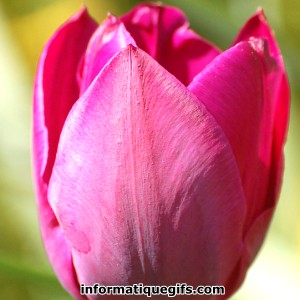 photo tulipe rose