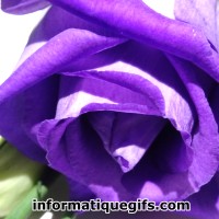 Image rose violette