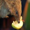 il manque une pomme verte