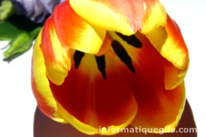 Photo de fleur tulipe