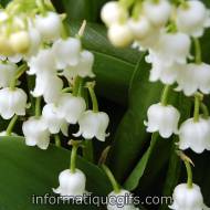 Image muguet 1er mai