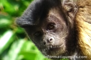 photo singe du zoo