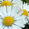 la petite fleur marguerite