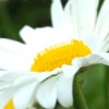 Image marguerite dans le jardin