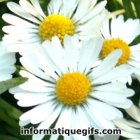 les petites marguerites