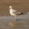 image mouette sur la plage