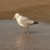 la petite mouette blanche