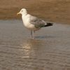 photo mouette sur le sable
