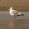 avatar mouette