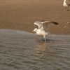 mouette qui vol