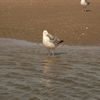 illustration mouette