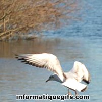 photo mouette qui vole
