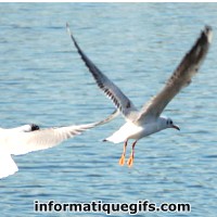 avatar mouette dans un lac