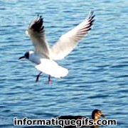avatar mouette volante